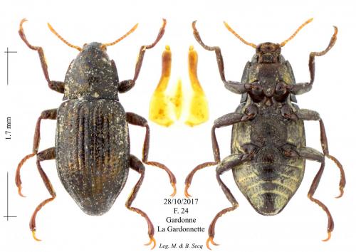 Normandia nitens
